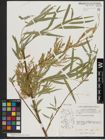 Foto von Salix acmophylla Boiss.